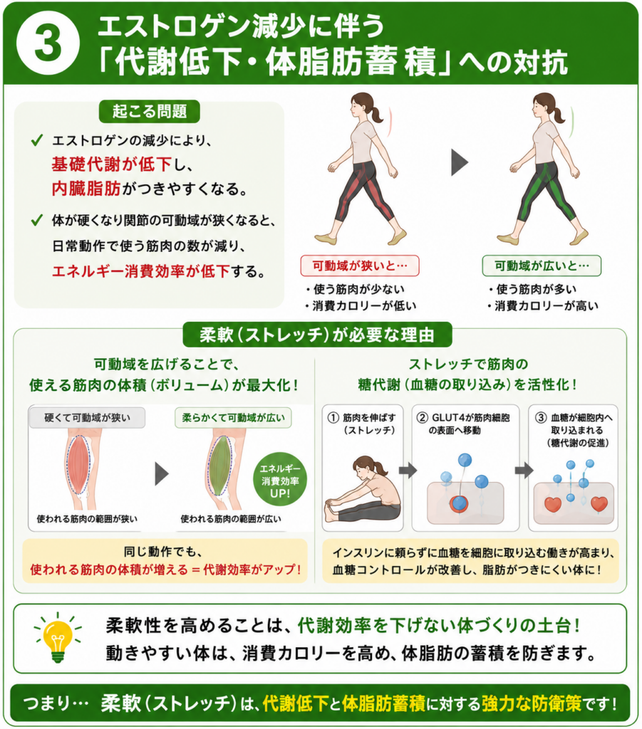 更年期の女性にストレッチが必要な理由_エストロゲン減少に伴う代謝低下体脂肪蓄積への対抗