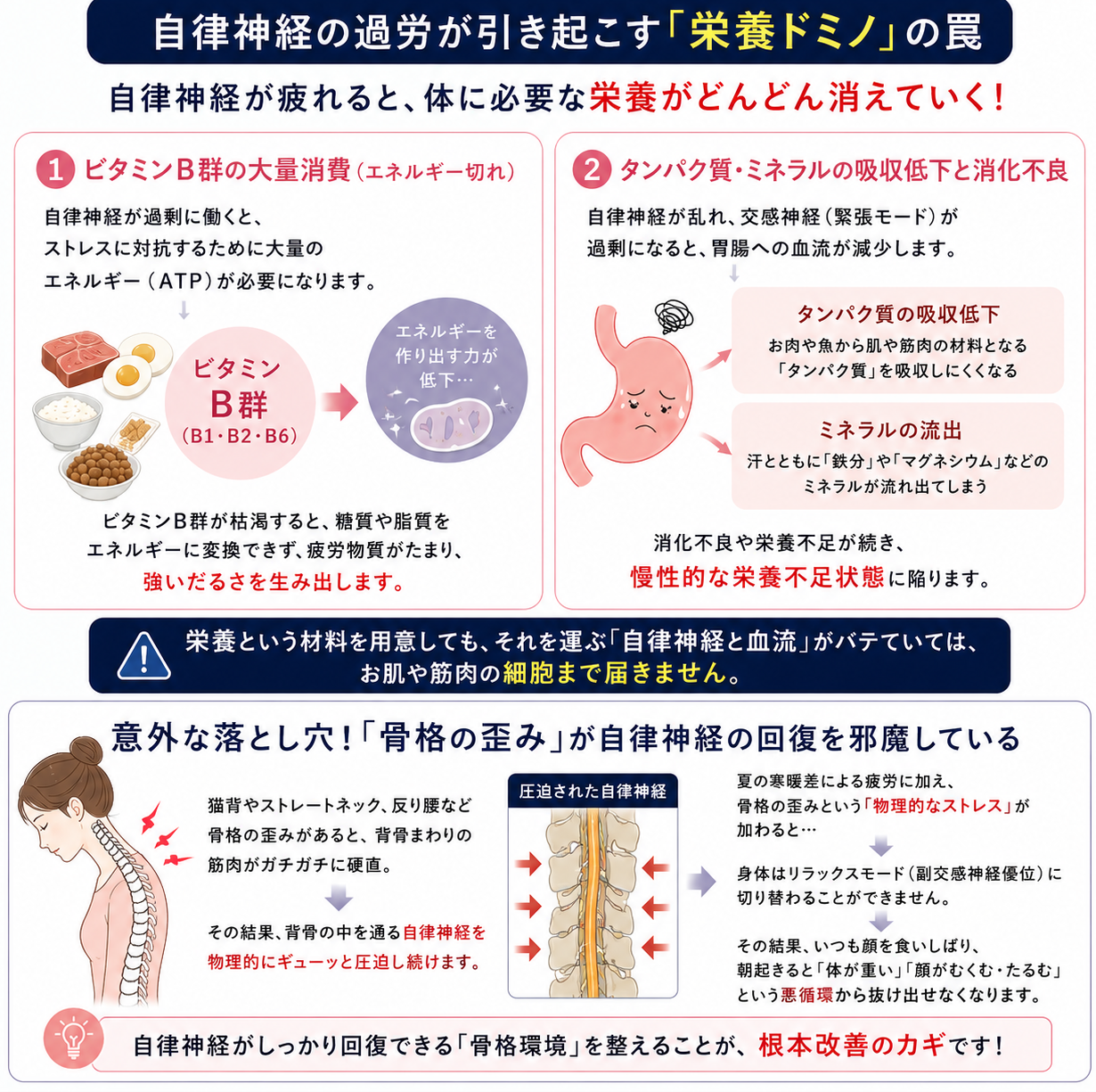 自律神経が疲弊すると、私たちの体内では美容と健康に欠かせない「重要な栄養素」がどんどん消費されていく悪循環(栄養ドミノ)が起こります。 ① ビタミンB群の大量消費(エネルギー切れ) 自律神経が過剰に働くと、体内ではストレスに対抗するために大量のエネルギー(ATP)を必要とします。このエネルギーを作り出す際に不可欠なのが「ビタミンB群(特にB1、B2、B6)」です。 自律神経の過労によってビタミンB群が枯渇すると、食事から摂った糖質や脂質をエネルギーに変換できなくなり、体に疲労物質が溜まって強力なだるさを生み出します。 ② タンパク質・ミネラルの吸収低下と消化不良 自律神経が乱れて「交感神経(緊張モード)」が過剰になると、胃腸への血流がカットされ、消化酵素の分泌や腸の蠕動(ぜんどう)運動が低下します。 すると、お肉や魚からお肌や筋肉の材料となる「タンパク質」を吸収できなくなったり、汗とともに「鉄分」や「マグネシウム」などのミネラルが流出してしまったりして、慢性的な栄養不足状態に陥るのです。 栄養という最高の材料を用意しても、それを運ぶ「自律神経と血流」がバテていては、お肌や筋肉の細胞まで届くことはありません。